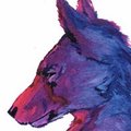 Colored Wolf