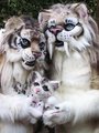 Toofs and BeastCub Sabertooth Had a Baby! by spottacus