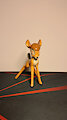 Bambi chrismas decoration by TheBambiLover