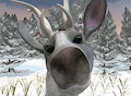 Curious snout by Kelpaz
