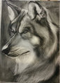 Wolf Portrait