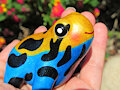 Poison Dart Frog (FOR SALE! - VID)