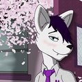 Cherry Blossoms