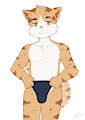Orange cat and swimming trunks