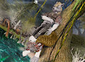 Welfin the Adventurer on The Path of Torture P1 web by Andorason
