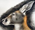 Aquarelle roo