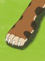 Zelphie: Foot