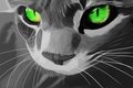 13-03-15 Cat's Eyes