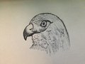 Hawk by shake