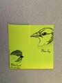 BlueJay and Chickadee by shake