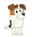 jack russell (bluey)