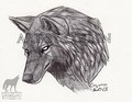 Grumpy Wolf