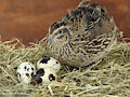 Quail update #2