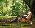 In the forest.   by Coyotekoi