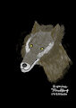 Canis Lupus