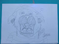 Rockruff samurai mouth