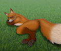Sleeping fox