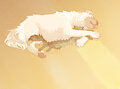 budcat & fern