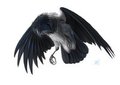 Harbinger of Good- and Bad news by RevenantWairu