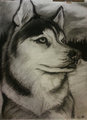 Husky Portrait