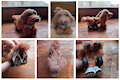 Needle felted sussex spaniel by Nicks0ck