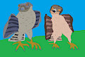 Falcon and Sheila Drawing
