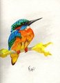 Kingfisher