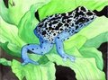 Poison dart frog