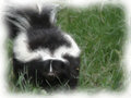 Explorer Skunk