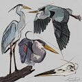 Heron Studies by Odonarta