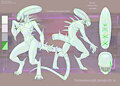 Xenomorph Project 4
