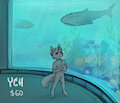 Ych Aquarium