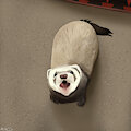 Ferret