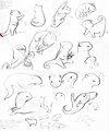Hesychianectes Crassicaudata p1