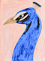 #DATutorialPeacock