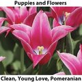 Puppies and Flowers