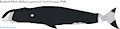 Bowhead Whale