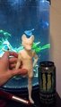 Figurine Pre-order: Shippo