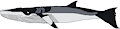 Minke Whale
