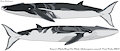 Omura's Whale