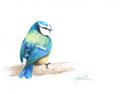 Bird practice by soina