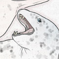 LEOPARD SEAL BUNDLE by NorthernRed