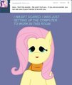Fluttershy 003 Questions: 3