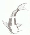 koi sketch