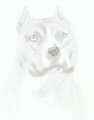 Bulldog by Ruthut