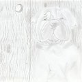 Another dog sketch by Ruthut