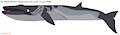 Sei Whale