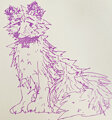 aster