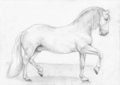 Horse by Aquilion