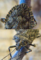 Stinkybug (Scary bug warning!) by Spark908